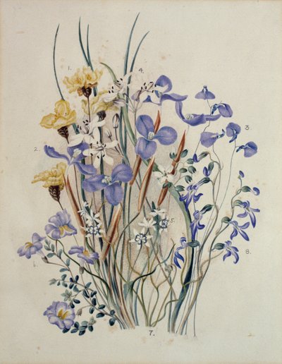 Frühlingsblumen, 19. Jahrhundert von Caroline Louisa Meredith